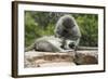 South African Vervet Monkey 006-Bob Langrish-Framed Photographic Print