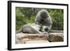 South African Vervet Monkey 006-Bob Langrish-Framed Photographic Print