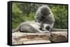 South African Vervet Monkey 006-Bob Langrish-Framed Stretched Canvas