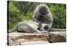 South African Vervet Monkey 006-Bob Langrish-Stretched Canvas