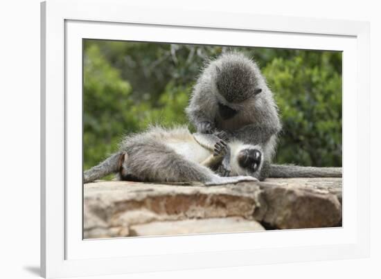 South African Vervet Monkey 006-Bob Langrish-Framed Photographic Print