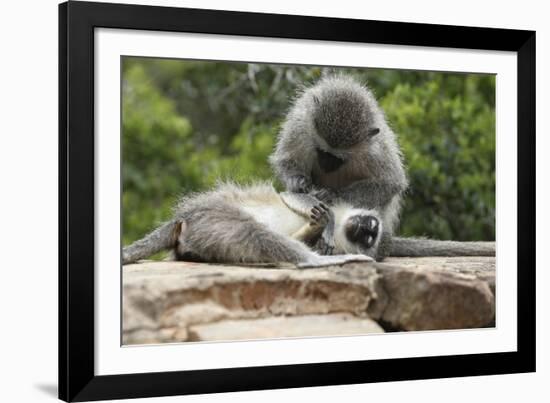 South African Vervet Monkey 006-Bob Langrish-Framed Photographic Print