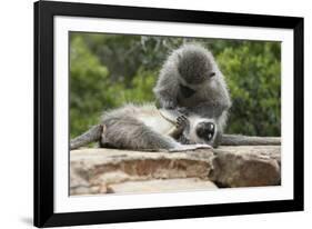 South African Vervet Monkey 006-Bob Langrish-Framed Photographic Print