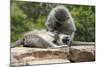 South African Vervet Monkey 006-Bob Langrish-Mounted Photographic Print