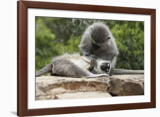 South African Vervet Monkey 006-Bob Langrish-Framed Photographic Print