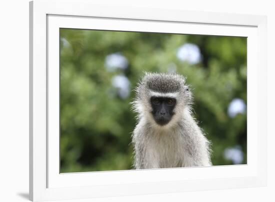 South African Vervet Monkey 009-Bob Langrish-Framed Photographic Print