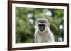 South African Vervet Monkey 009-Bob Langrish-Framed Photographic Print