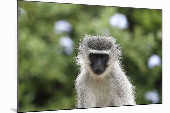 South African Vervet Monkey 009-Bob Langrish-Mounted Photographic Print