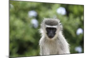 South African Vervet Monkey 009-Bob Langrish-Mounted Photographic Print