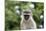 South African Vervet Monkey 009-Bob Langrish-Mounted Photographic Print