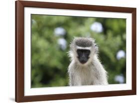 South African Vervet Monkey 009-Bob Langrish-Framed Photographic Print