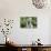 South African Vervet Monkey 009-Bob Langrish-Photographic Print displayed on a wall