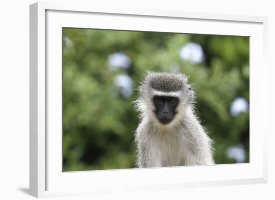 South African Vervet Monkey 009-Bob Langrish-Framed Photographic Print