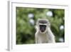 South African Vervet Monkey 009-Bob Langrish-Framed Photographic Print