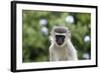 South African Vervet Monkey 009-Bob Langrish-Framed Photographic Print