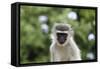 South African Vervet Monkey 009-Bob Langrish-Framed Stretched Canvas