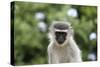 South African Vervet Monkey 009-Bob Langrish-Stretched Canvas