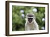 South African Vervet Monkey 009-Bob Langrish-Framed Photographic Print