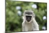 South African Vervet Monkey 009-Bob Langrish-Mounted Photographic Print