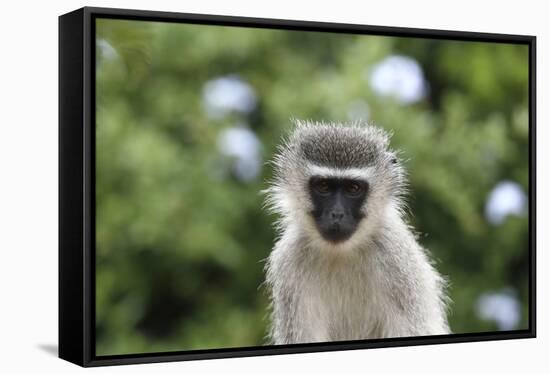 South African Vervet Monkey 009-Bob Langrish-Framed Stretched Canvas