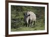 South African White Rhinoceros 011-Bob Langrish-Framed Photographic Print