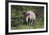 South African White Rhinoceros 011-Bob Langrish-Framed Photographic Print