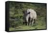 South African White Rhinoceros 011-Bob Langrish-Framed Stretched Canvas