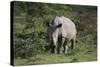 South African White Rhinoceros 011-Bob Langrish-Stretched Canvas