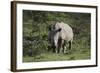 South African White Rhinoceros 011-Bob Langrish-Framed Photographic Print