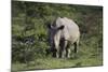 South African White Rhinoceros 011-Bob Langrish-Mounted Photographic Print