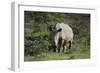 South African White Rhinoceros 011-Bob Langrish-Framed Photographic Print