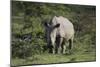 South African White Rhinoceros 011-Bob Langrish-Mounted Photographic Print