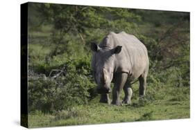 South African White Rhinoceros 011-Bob Langrish-Stretched Canvas