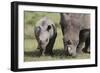 South African White Rhinoceros 014-Bob Langrish-Framed Photographic Print