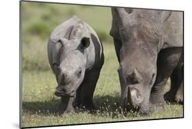 South African White Rhinoceros 014-Bob Langrish-Mounted Photographic Print