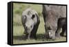 South African White Rhinoceros 014-Bob Langrish-Framed Stretched Canvas