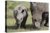 South African White Rhinoceros 014-Bob Langrish-Stretched Canvas