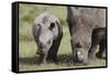 South African White Rhinoceros 014-Bob Langrish-Framed Stretched Canvas