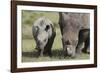 South African White Rhinoceros 014-Bob Langrish-Framed Photographic Print