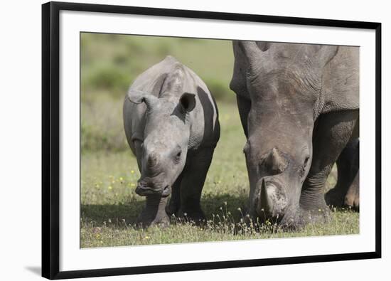 South African White Rhinoceros 014-Bob Langrish-Framed Photographic Print