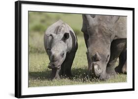 South African White Rhinoceros 014-Bob Langrish-Framed Photographic Print