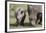 South African White Rhinoceros 014-Bob Langrish-Framed Photographic Print