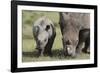 South African White Rhinoceros 014-Bob Langrish-Framed Photographic Print