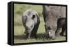South African White Rhinoceros 014-Bob Langrish-Framed Stretched Canvas
