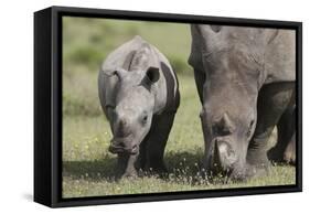 South African White Rhinoceros 014-Bob Langrish-Framed Stretched Canvas