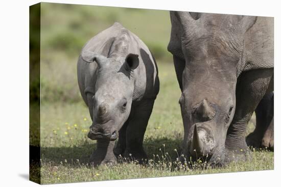 South African White Rhinoceros 014-Bob Langrish-Stretched Canvas