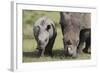 South African White Rhinoceros 014-Bob Langrish-Framed Photographic Print