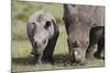 South African White Rhinoceros 014-Bob Langrish-Mounted Photographic Print