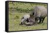 South African White Rhinoceros 016-Bob Langrish-Framed Stretched Canvas