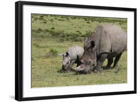 South African White Rhinoceros 016-Bob Langrish-Framed Photographic Print